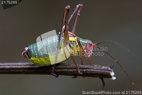 Image of  Tettigoniidae