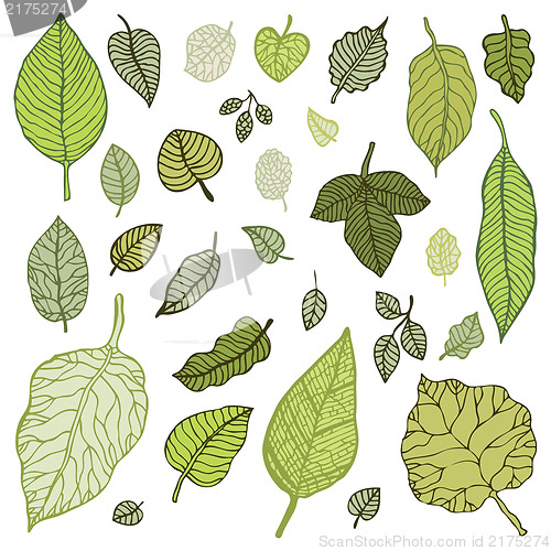 Image of Green leaves set.  Vector Illustration.