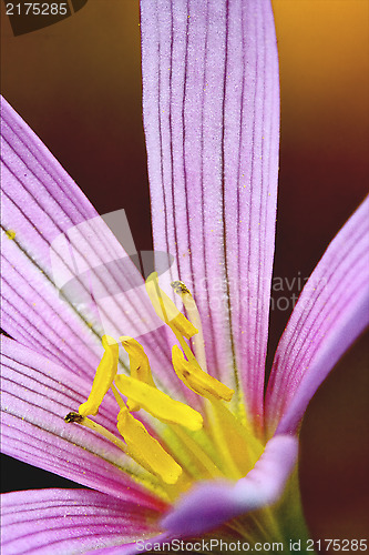 Image of  malva moschata 