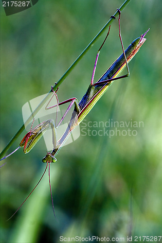 Image of mantodea  close 