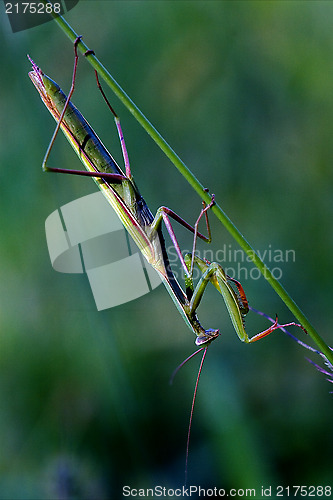 Image of mantodea  close up praying mantis 