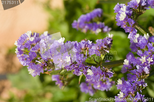 Image of Sea lavender