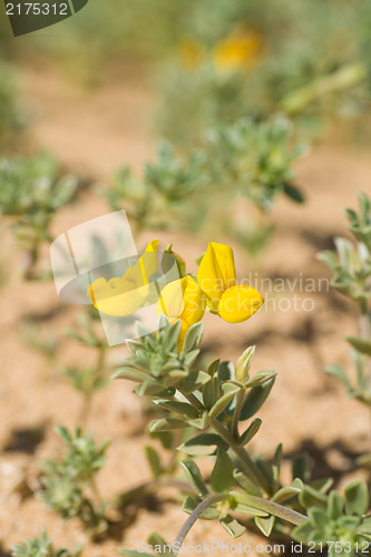 Image of Flowering Creta trefoil