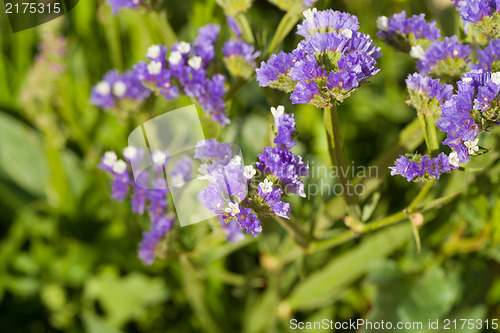 Image of Sea lavender