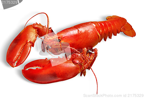 Image of lobster