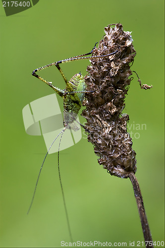 Image of close up of grasshopper  in the bush and flower