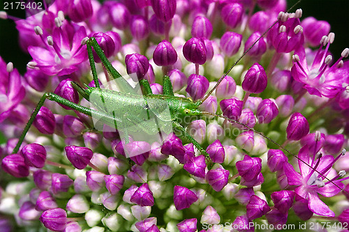 Image of flower grasshopper  in the bush 