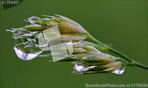 Image of  plant and tree drop in green background 