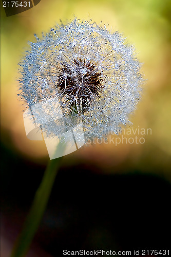 Image of  taraxacum officinale color background 