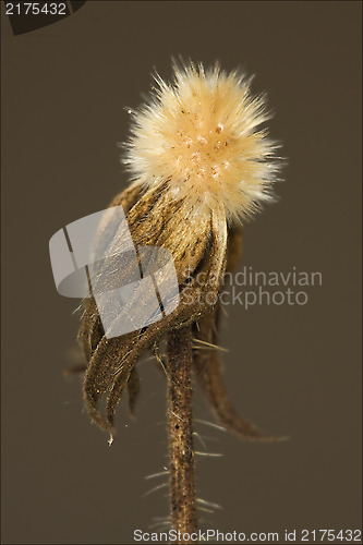 Image of  taraxacum officinale in brown background 