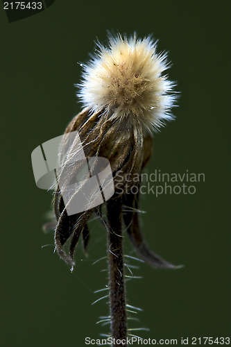 Image of taraxacum officinale in green 