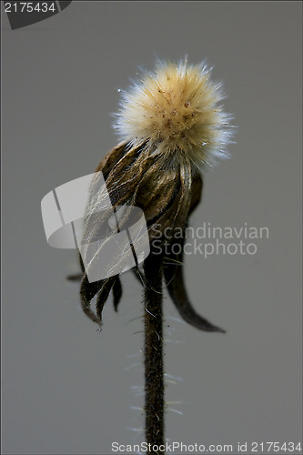 Image of taraxacum officinale in grey background