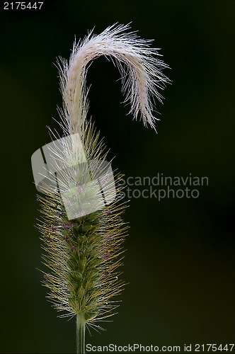 Image of hairy abstract