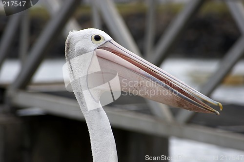 Image of Pelican