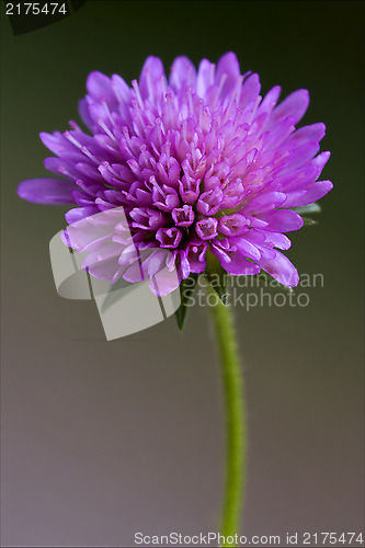 Image of  labiate mentha aquatica violet flower