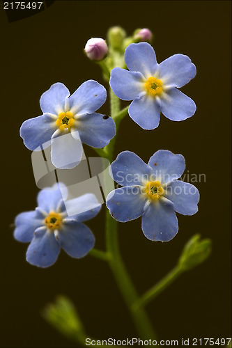 Image of  anagallis foemina  background 