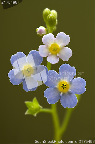 Image of blue yellow anagallis foemina  