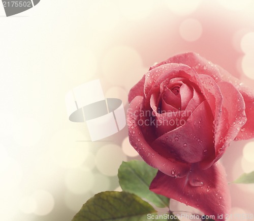 Image of Pink Rose