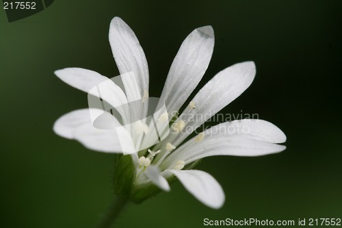 Image of Flower