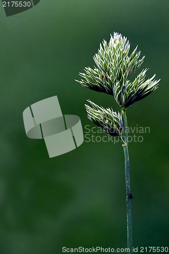 Image of close up of a green ear  and abstract background 