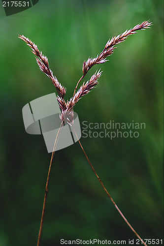 Image of cross macro close up