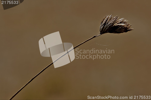 Image of web macro close up of a brown ear