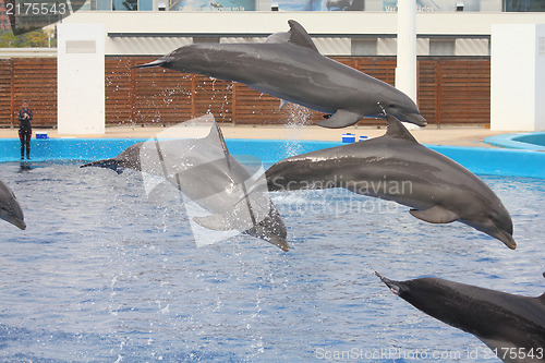 Image of Dolphin performance