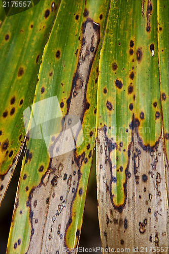 Image of close up of  leaf 