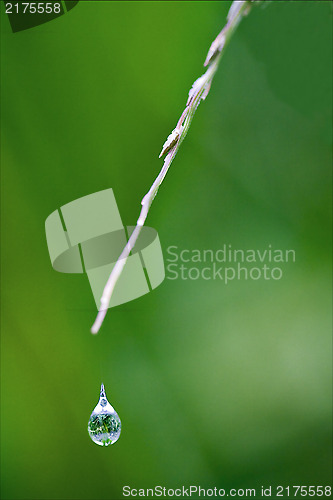 Image of drop green ear 