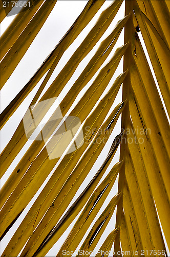 Image of yellow  close up of  leaf