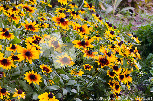 Image of black eyed susan rudbeckia flowers grow garden 