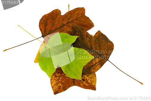 Image of tuliptree leaf composition and green leave on top  