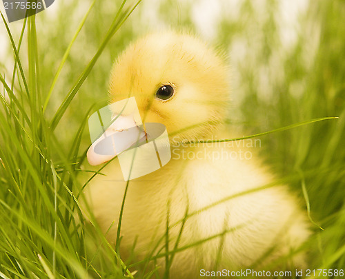 Image of cute duckling