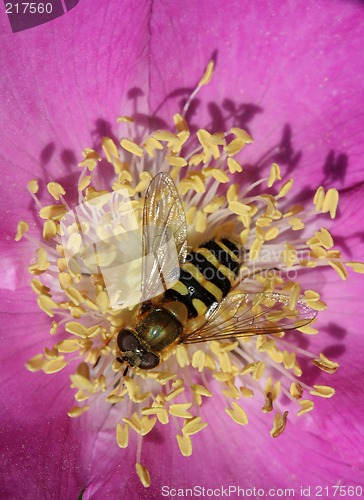 Image of Flower and a bee