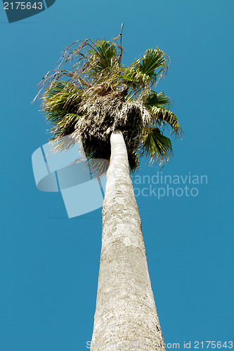 Image of High palm