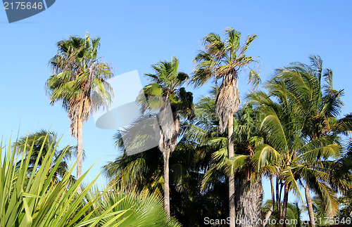 Image of High palm against the sky