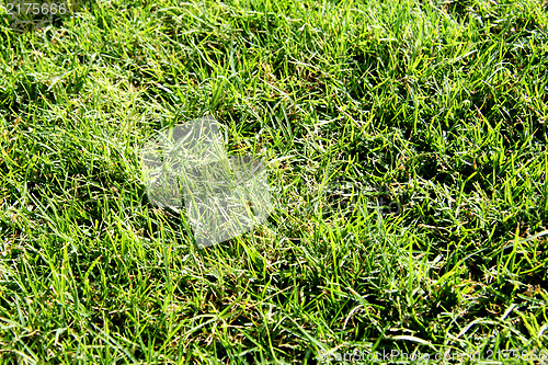 Image of green grass