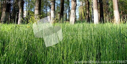 Image of  Lawn grasses in the forest