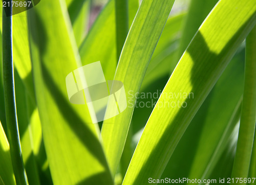 Image of Lawn grasses