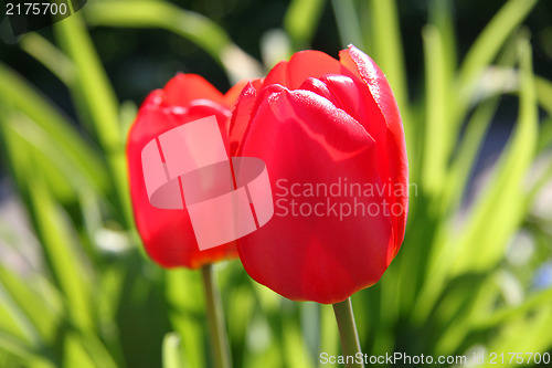 Image of  Red tulips