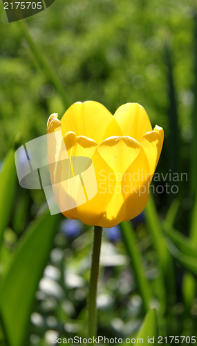 Image of Yellow tulip