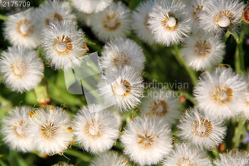 Image of structure of dandelion flowers