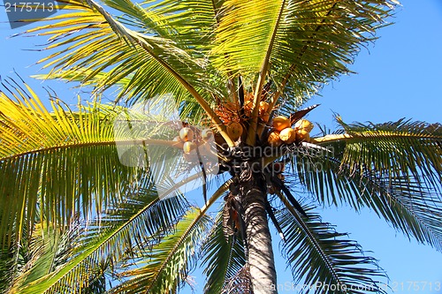 Image of palm with coconuts