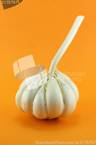 Image of Garlic