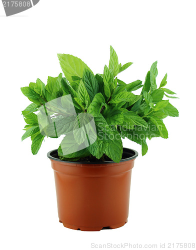 Image of fresh mint leaves 
