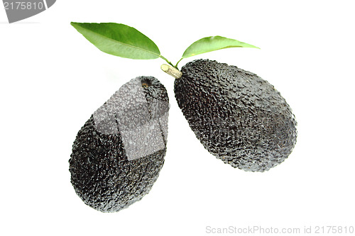 Image of Avocados