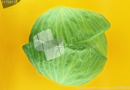 Image of fresh green cabbage