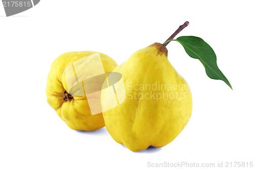 Image of Sweet quinces