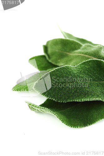 Image of Fresh sage leaves