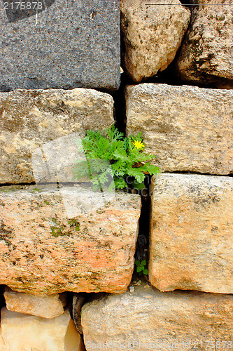Image of plant on the wall 